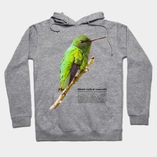 Short-tailed emerald hummingbird at dawn Hoodie